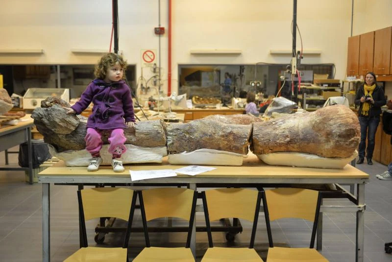 Fossils of 'largest' dinosaur found in Argentina