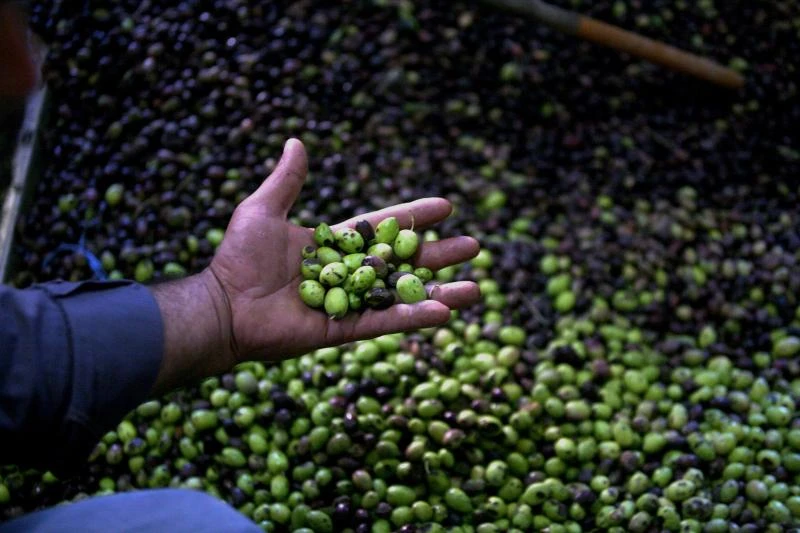 Scientists discover why olive oil lowers blood pressure