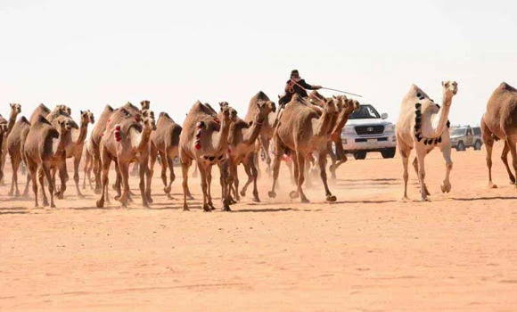 Cook camel meat well if you must eat