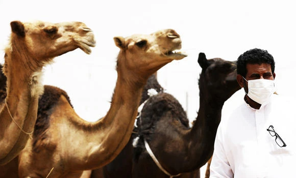 Public warned against MERS risks from camels