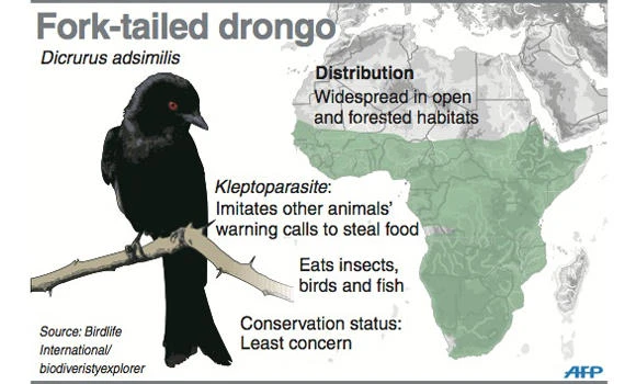 Liar! Liar! African bird uses elaborate ruse to steal food