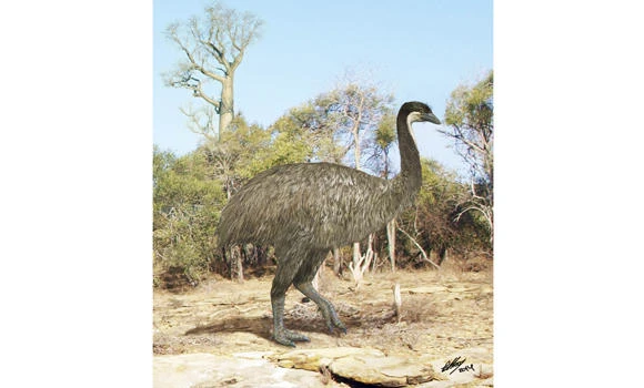 Kiwi DNA link spurs rethink of flightless birds
