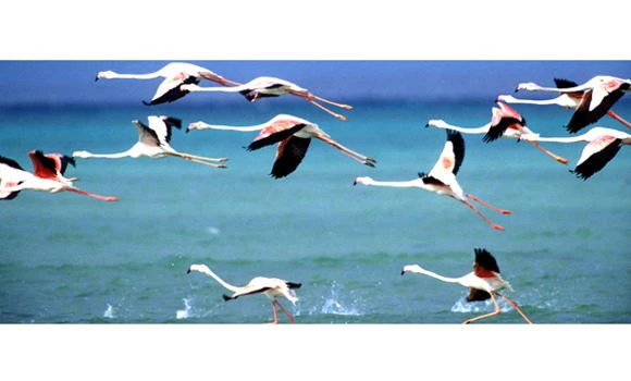 Hunting of migratory birds banned this year