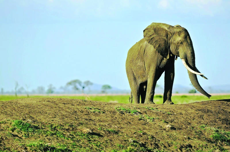 On the front lines of the war against poaching