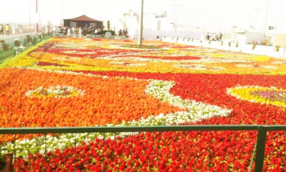 Rose Festival in Taif delights one and all