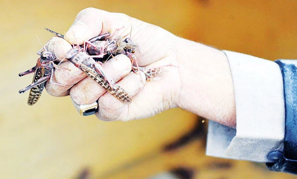 Locusts invade Asir farms