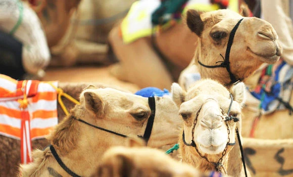 Three die as cars hit herd of camels
