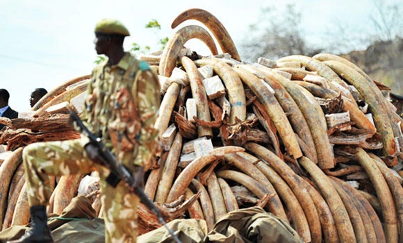 Mozambique cracks ivory poaching ring