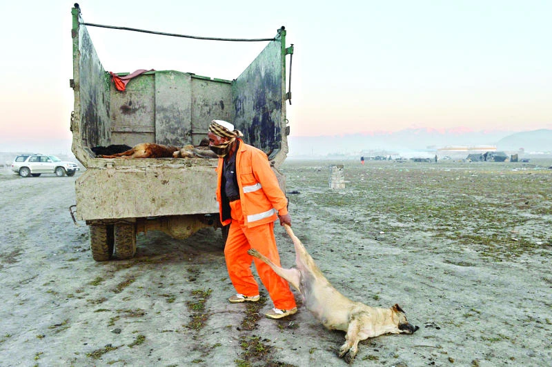 Afghanistan’s ruthless dog cull