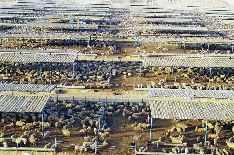 ‘No livestock shortage’ for Haj at local markets