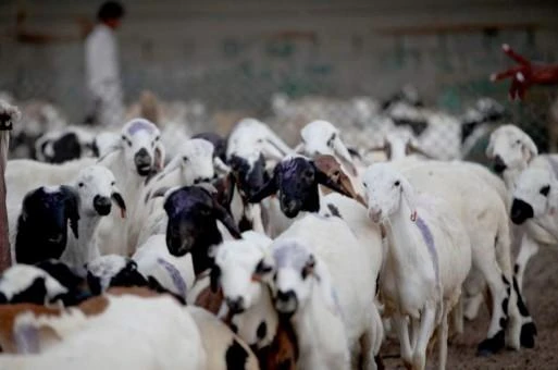 Livestock prices rise in EP