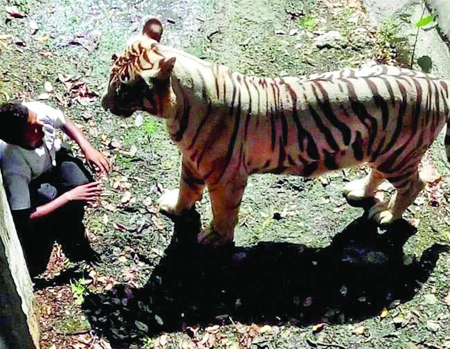 Tiger kills youth at Delhi zoo