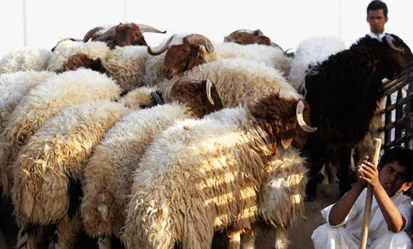 Sheep prices likely to register steep rise ahead of Eid