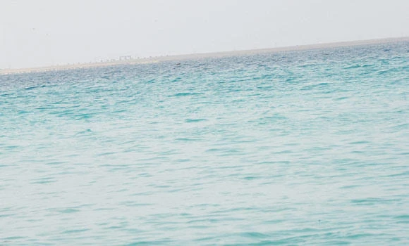 Playful dolphins, jumping sardines on Qamah Island amaze tourists