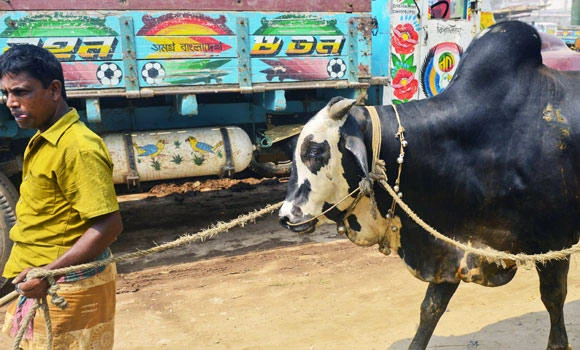 Bangladesh: Steroid-fattened cows spark health concerns on Eid