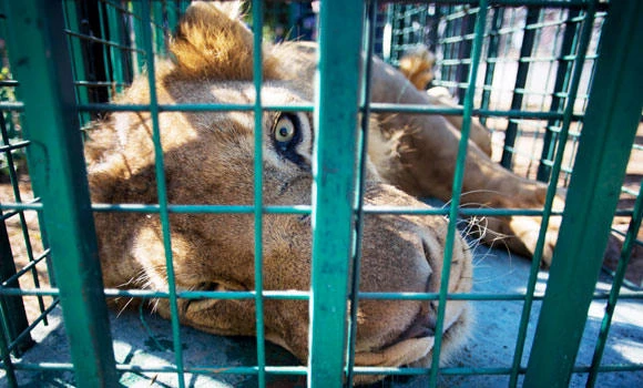 Gaza sends lions to Jordan after war damages zoo