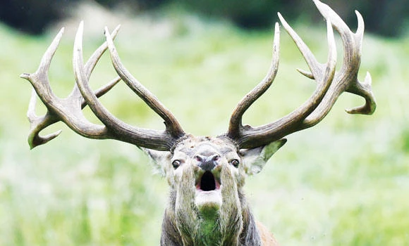 Wildlife numbers halved since 1970: WWF
