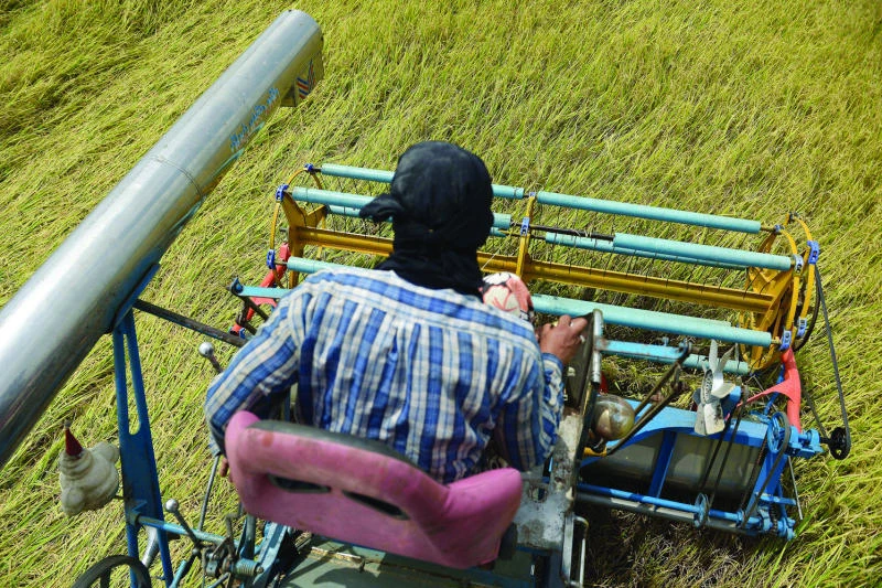 Thailand tipped to retake crown as world’s top rice exporter