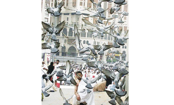 Pigeons of Grand Mosque spreading peace