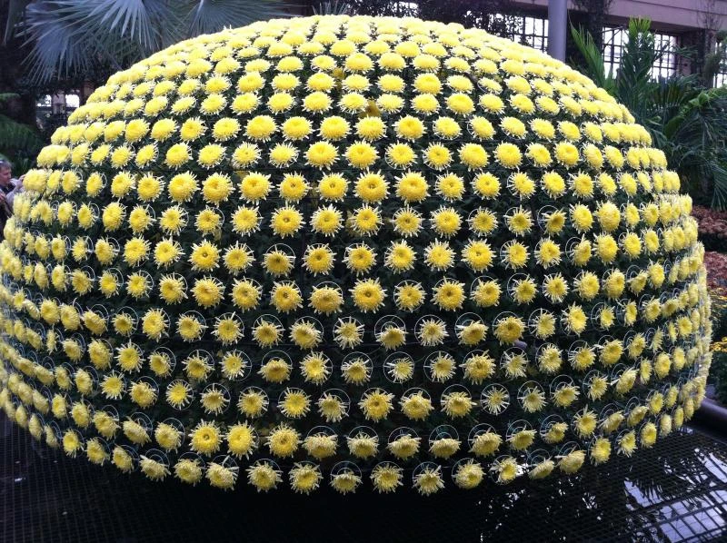 Japan’s chrysanthemums: More than symbol of autumn