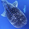 Shrinking shark population
