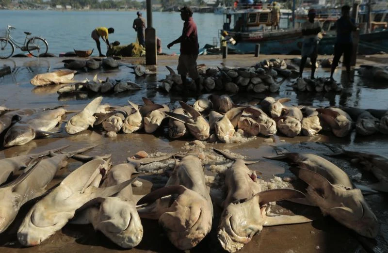 Sri Lanka faces EU fish export ban