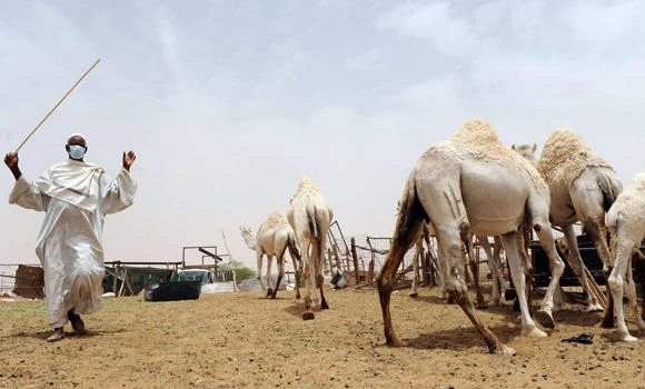 Vaccination of camels under study to defeat MERS; toll 329