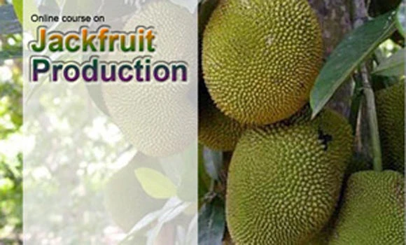 Thieves tap lowtech jackfruit sap to steal from ATMs