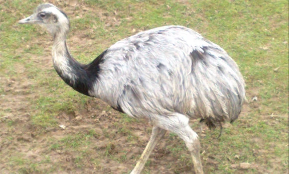 Large flightless bird closes Indiana highway