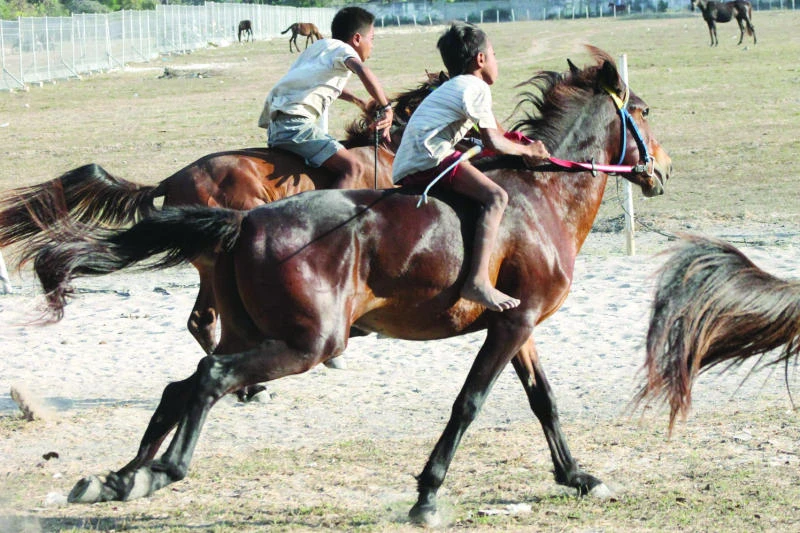 Child jockeys, big stakes on Indonesian island