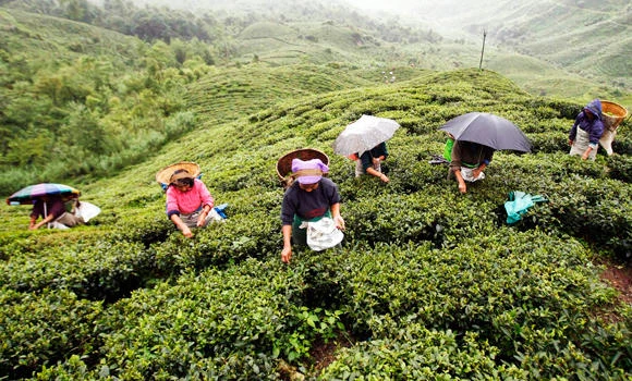 Workers lynch tea garden owner in India