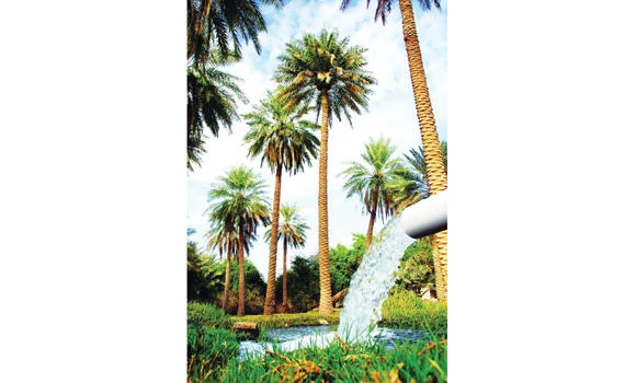 ‘Discover Al-Ahsa’ tours attract Gulf citizens