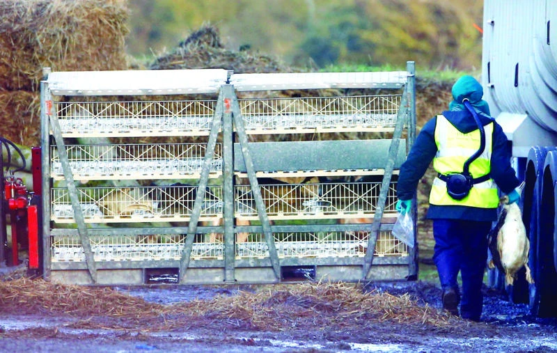 WHO braces for bird flu spread in European poultry, urges vigilance