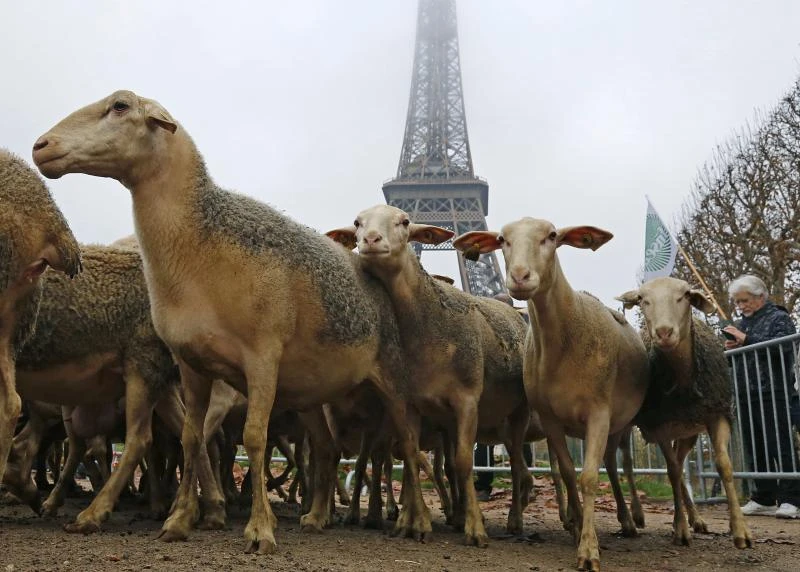 New breed of French protester: Sheep