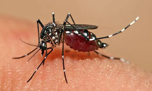 Dengue outbreak feared in Jeddah