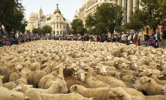 Spanish shepherds guide 2,000 sheep across Madrid