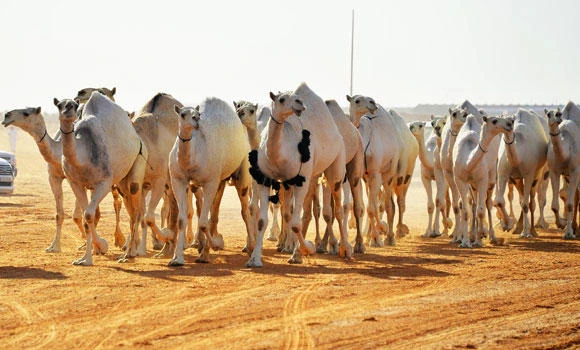 Steer clear of camels