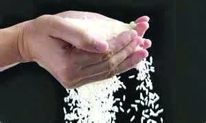 Rice prices expected to fall 10% in Kingdom