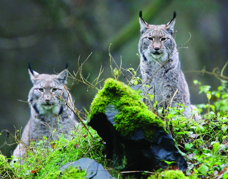 Large carnivores gaining ground in Europe: Study