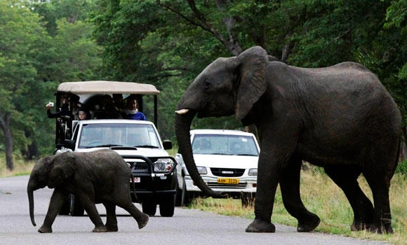 Zimbabwe to export elephants