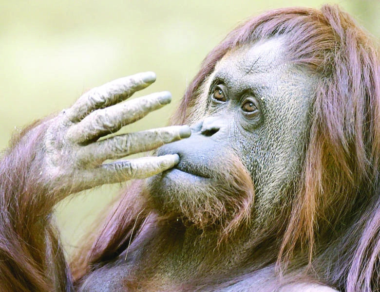 Strictly unusual: Top offbeat stories of 2014