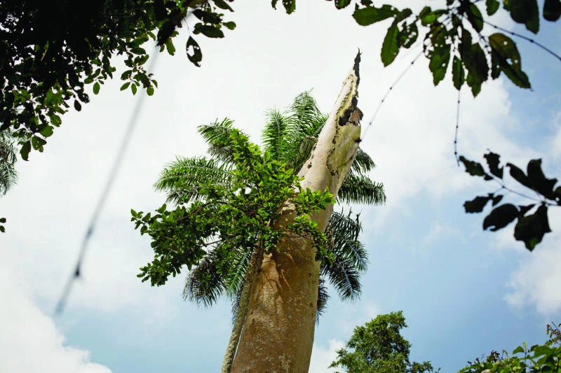 Hollow tree was Ebola’s ground zero