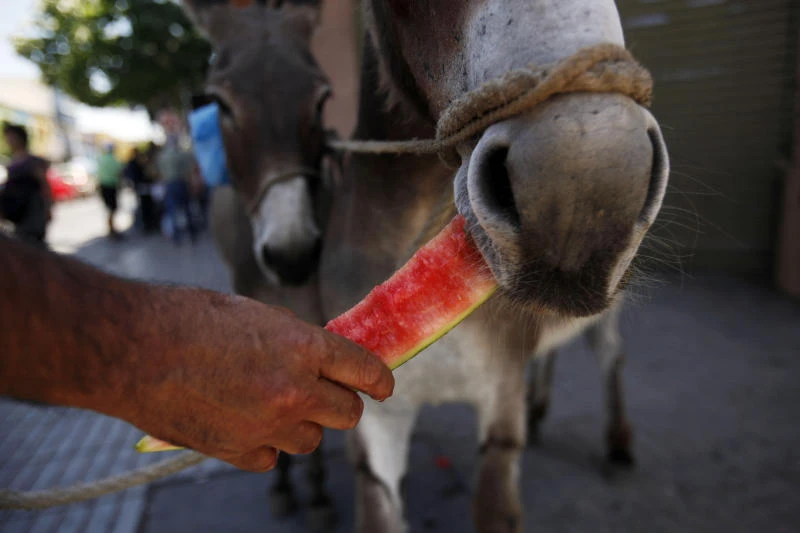 Fresh donkey milk for sale on streets of Chile