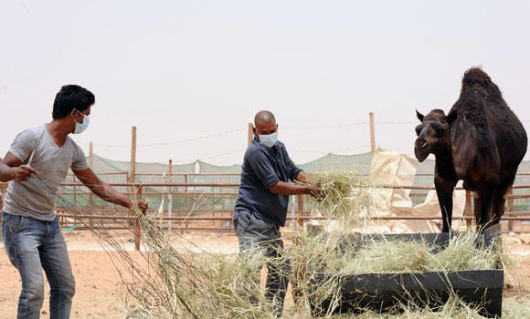 Health Ministry calls for use of masks while handling camels