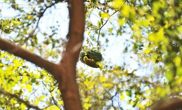 Tree plantation in EP to check global warming