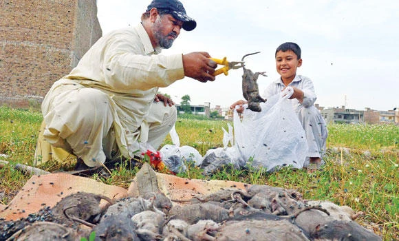 Meet Pakistan’s Pied Piper