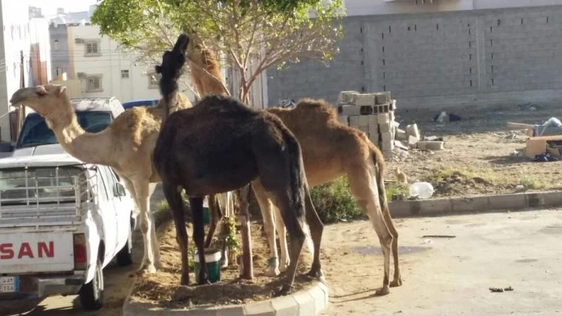 Stray camels anger Abha residents