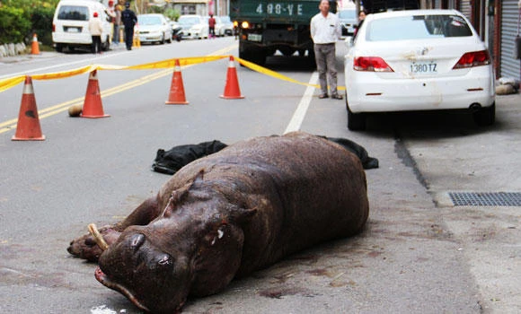 Taiwan toughens law after star hippo death
