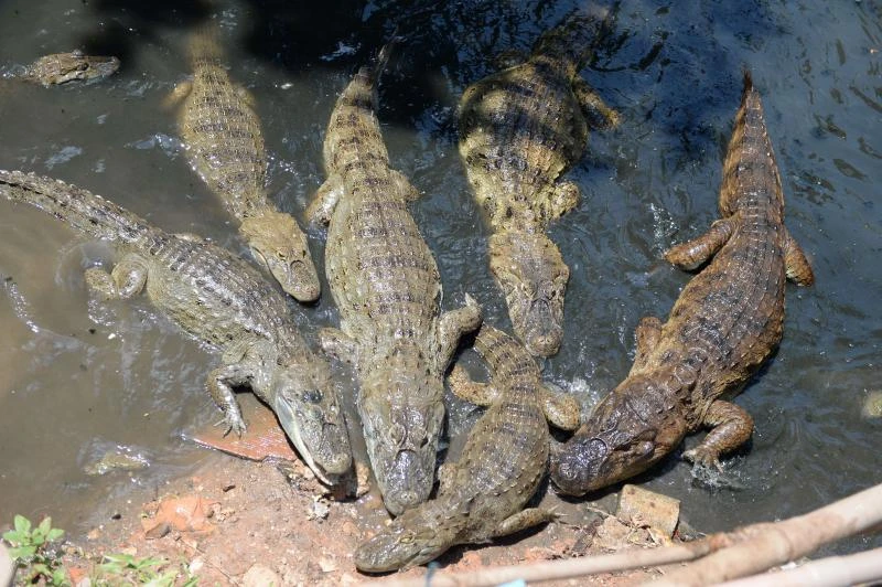Pet reptile not a lizard, Lithuanian student finds out