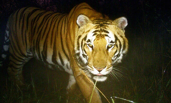 Tigers under pressure
